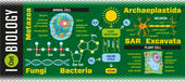 productImage-18951-wissenschaftsbecher-biologie-2.jpg